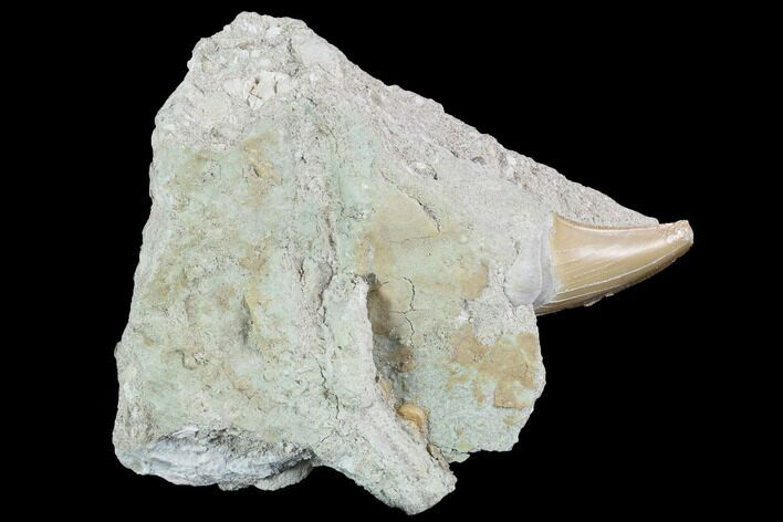 Bargain Otodus Shark Tooth Fossil In Rock - Eocene #86984